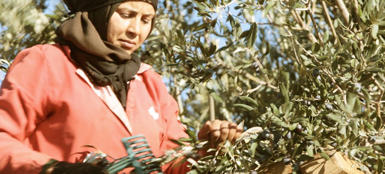 A woman harvesting olives