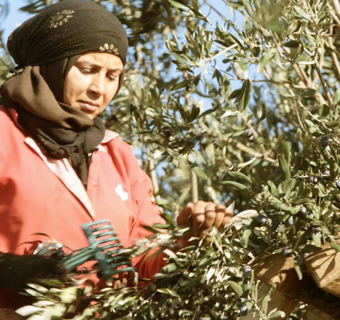 A woman harvesting olives